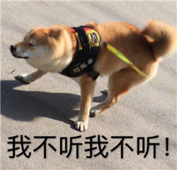 柴犬超委屈表情包下载 表情图说小黄狗不想理你超委屈