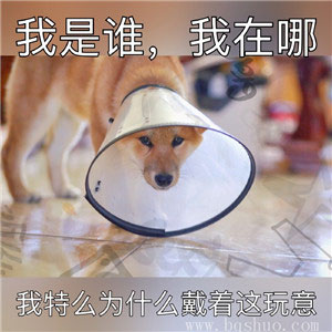 我的内心毫无波澜柴犬版表情包 小黄狗表情包精选