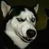 哈士奇头像第三期 萌犬哈士奇表情包大全